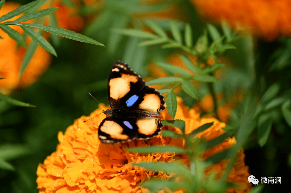 关于非洲狂欢赛事掀热潮：尼日利亚队破采翠的信息