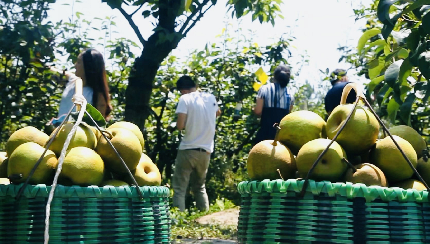 关于非洲狂欢赛事掀热潮：尼日利亚队破采翠的信息